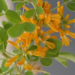 Medicago arborea 