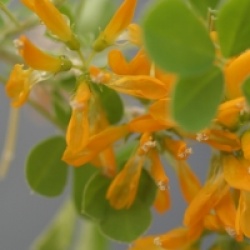 Medicago arborea 