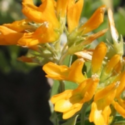 Medicago arborea 