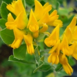 Medicago arborea 