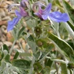 Germandr�e en arbre bleu