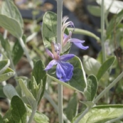 Teucrium fruticans 'Azureum'