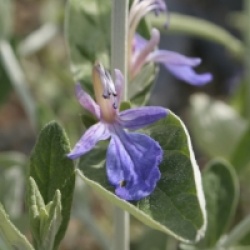 Teucrium fruticans 'Azureum'