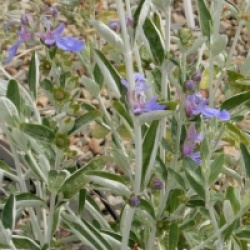 Teucrium fruticans 'Azureum'