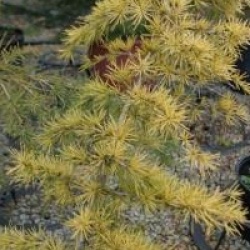 Cedrus deodora 'Golden Horizon'