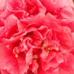 Camellia x williamsii 'Anticipation'