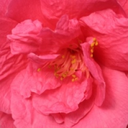 Camellia 'Tamzin Coul'
