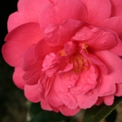 Camellia 'Tamzin Coul'