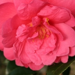 Camellia 'Tamzin Coul'