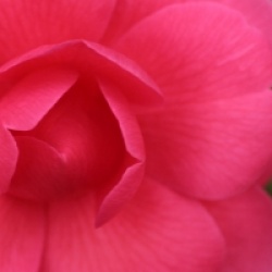 Camellia 'Tamzin Coul'