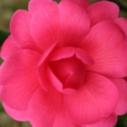 Camellia 'Tamzin Coul'