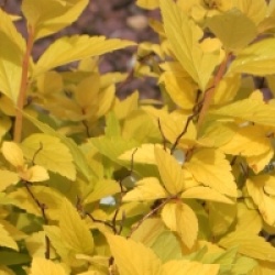 Spiraea japonica 'Candlelight' - Spir�e Candlelight