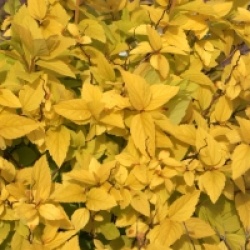 Spiraea japonica 'Candlelight'