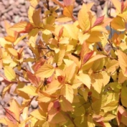 Spiraea japonica 'Candlelight'