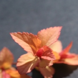 Spiraea japonica 'Candlelight'