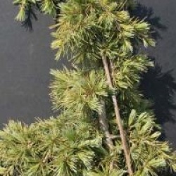 Cedrus deodora 'Karl Fuchs'