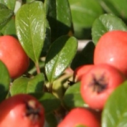 Cotoneaster x suecicus 'Coral Beauty'
