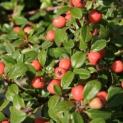 Cotoneaster x suecicus 'Coral Beauty'