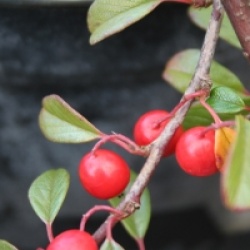 Cotoneaster dammeri - Cotoneaster de Dammer