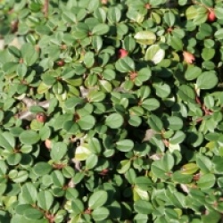 Cotoneaster Streib's Flinding