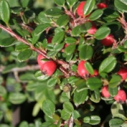 Cotoneaster 'Streib's Findling'