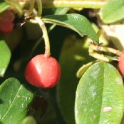 Cotoneaster dammeri 'Major' - Cotoneaster radicans