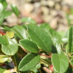 Cotoneaster dammeri 'Major'