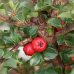 Cotoneaster dammeri 'Major'