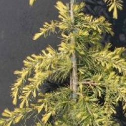 Cedrus deodora 'Kelly Gold' - C�dre de l'Himalaya Kelly Gold