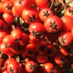 Cotoneaster lacteus - Cotoneaster laineux