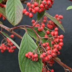 Cotoneaster lacteus