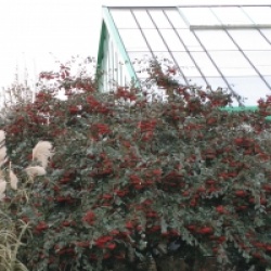 Cotoneaster lacteus