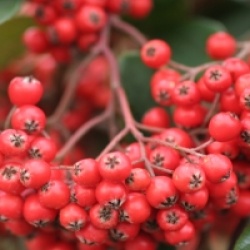 Cotoneaster lacteus