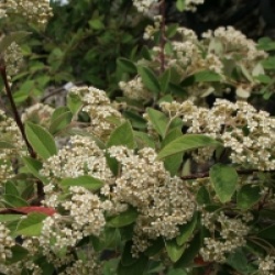 Cotoneaster lacteus