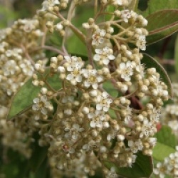 Cotoneaster lacteus
