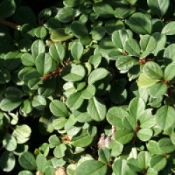 Cotoneaster 'Frieders Evergreen' - Cotoneaster Frieders Evergreen