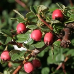 Cotoneaster 'Frieders Evergreen'