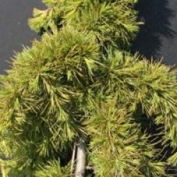 Cedrus deodora 'Pendula' - C�dre pleureur de l'Himalaya