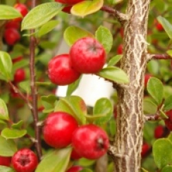 Cotoneaster horizontalis - Cotoneaster rampant