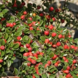 Cotoneaster horizontalis