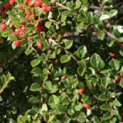 Cotoneaster horizontalis