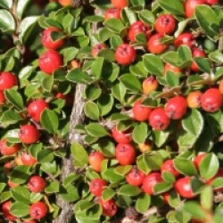 Cotoneaster horizontalis