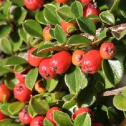 Cotoneaster horizontalis