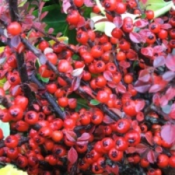 Cotoneaster horizontalis