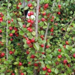 Cotoneaster horizontalis