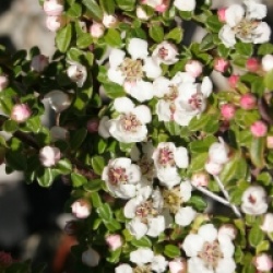Cotoneaster Decorus