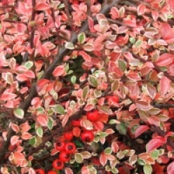 Cotoneaster horizontalis 'Variegatus' - Cotoneaster horizontalis 'Variegatus'