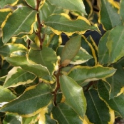 Elaeagnus x ebbingei 'Viveleg'� - Elaeagnus Viveleg �