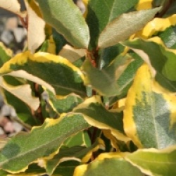 Elaeagnus x ebbingei 'Viveleg'�