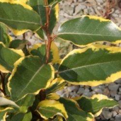 Elaeagnus x ebbingei 'Viveleg'�